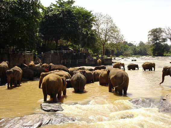 斯里蘭卡4晚6天**升級(jí)2晚海邊5星酒店**
