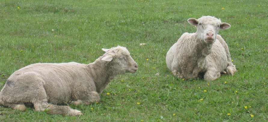 豐寧壩上草原、閃電湖、海留圖娛樂場、燒烤B
