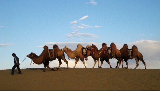 額濟(jì)納旗金色胡楊、騰格里沙漠、西部影視城雙