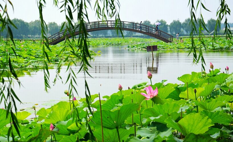 白洋淀荷花大觀園、歡樂島雙汽2日**住淀上**贈河
